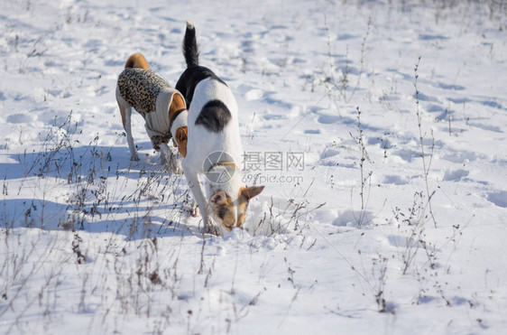 三只狗在新雪下捕食小型啮齿动物图片