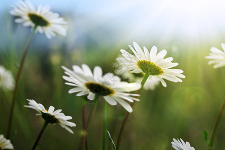 夏天背景白菊花在图片
