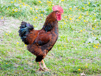 一只棕色公鸡在绿草丛中行走家禽养殖图片