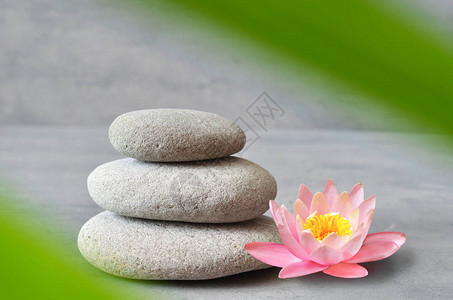 石头粉红花莲和绿棕榈叶平衡Zen图片