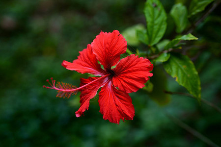 夏天冲绳的芙蓉背景图片