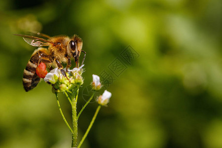 白花蜜蜂收集花粉和花蜜在蜂图片