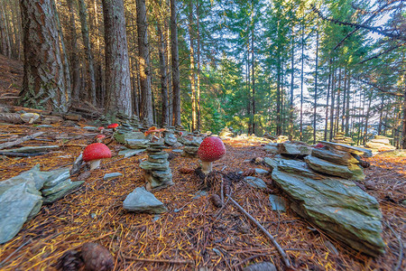 毒蘑菇和堆放在树林里的石头在松树林的堆放石头中生长着带有鲜红色帽子和白色斑点背景图片
