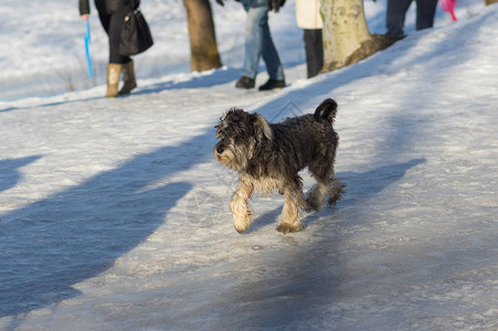 周末约克夏犬在冬季街道上轻快地走出人群图片