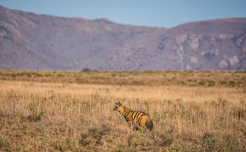 亚洲豺狼站在山背景上大草原的干草中图片