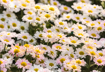 鲜花鲜花菊菊花壁纸图片