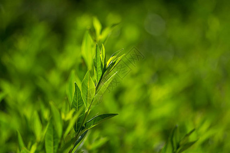 公园植物园中生长的热带植物图片