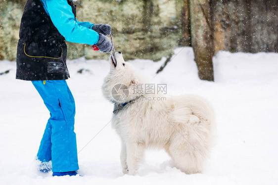 女孩在雪中玩弄一头赛图片