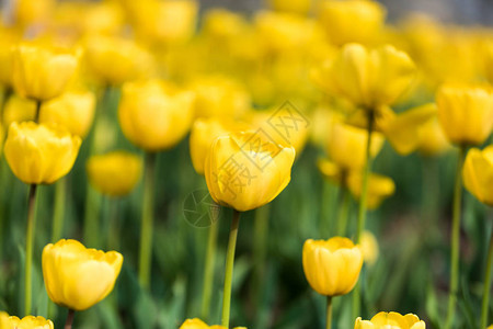 郁金香花美丽的郁金香花束五颜背景图片