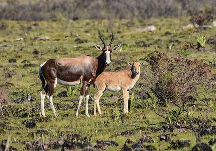 一名邦特博克母亲及其小牛在南部非洲的fy图片