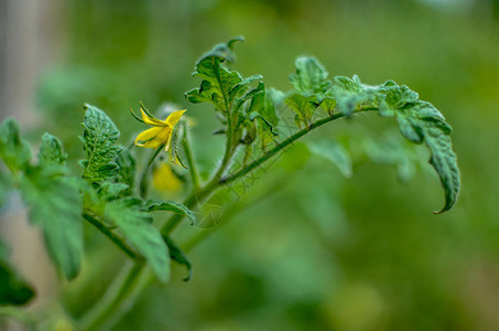 乌克兰蔬菜花园绿番茄花图片