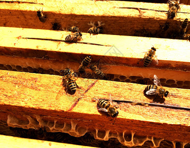 里面装满了的蜂蜜蜂窝微距摄影由蜂蜡蜂巢中的黄色甜蜂蜜组成蜜蜂图片
