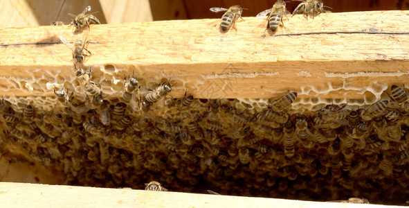 里面装满了金色的蜂蜜蜂窝微距摄影由蜂蜡蜂巢中的黄色甜蜂蜜组成蜜蜂图片