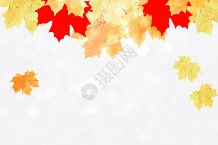白色背景的叶子被孤立金图片