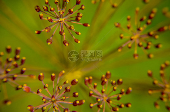 花朵在花园的插花图片