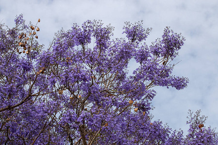 观赏春天盛开的Jacarandamimosi图片