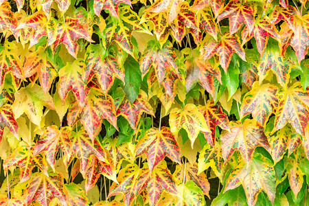 红色黄叶和绿叶落下背景自然的图片