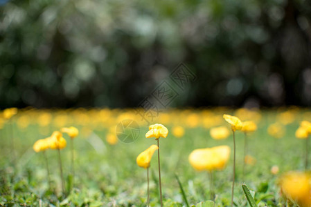 花生土Peanut还有黄色的Arachispintoi花地图片