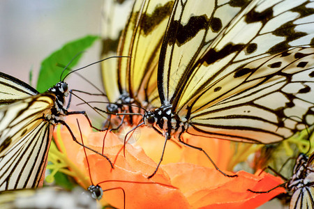 冲绳的宣纸蝴蝶图片