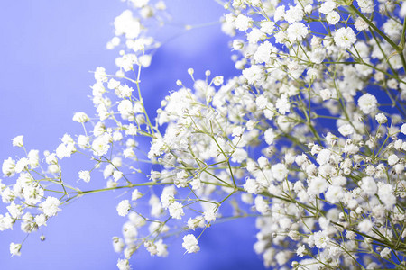 白色宝的香花在紫图片