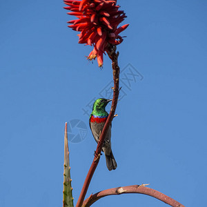 南方双层领太阳鸟在南部非洲的红aloe图片