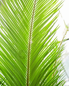 绿叶棕榈条纹植物纹理自然背景图片