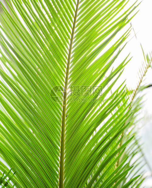 绿叶棕榈条纹植物纹理自然背景图片