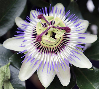 荷兰花园里的紫白色西番莲背景图片