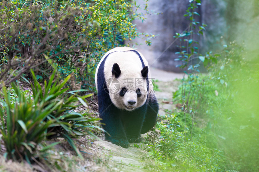 成都市动物园的熊猫图片