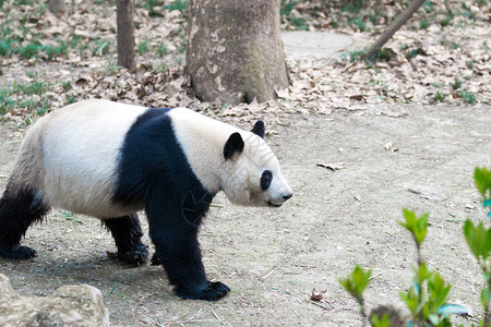成都市动物园的熊猫图片