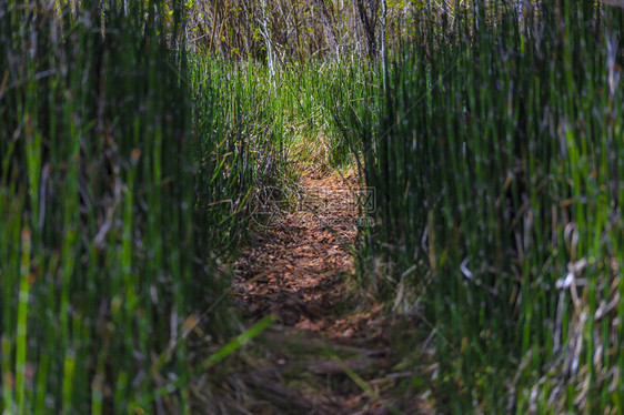 在犹他州徒步旅行时竹子在一条图片
