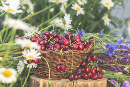 柳条篮中的新鲜红樱桃百里香矢车菊蓝色铃铛和白花绽放花束色调和处理具有柔焦的照片美丽的夏天背景图片