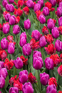 摘要背景红色和紫色郁金香花图片