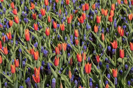 红色郁金香和蓝色长青花图片