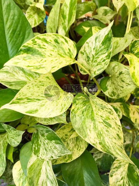 种植在盆栽植物中的金黄绿叶这是花园图片