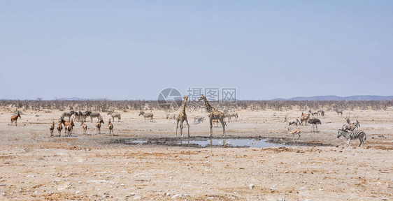 非洲野生动物在纳米比亚草原大图片