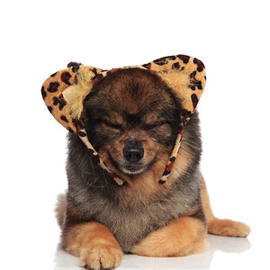 睡眼惺忪的棕色博美犬打扮成豹子图片