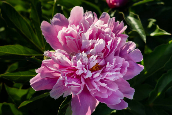 花园中开花的粉红面孔的软焦点图像图片