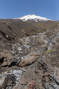 春天的雪富士山顶和自然休养森林步道图片