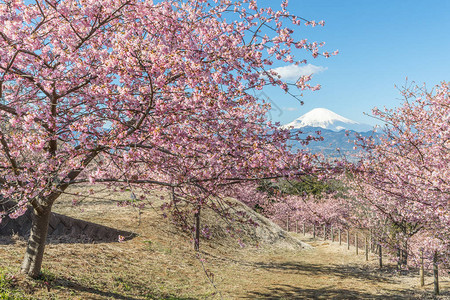 春天的日本樱花和富士山图片