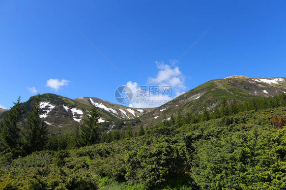 阿尔卑斯山的绿色景观与冷杉树和针叶树植物欧洲自然休息图片