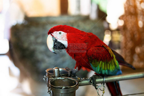 彩色鹦鹉红色瓜有色鸟在白背景图片