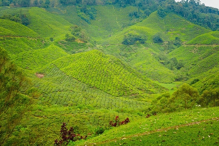 在马来西亚公园的金马伦高原山区的Boh茶园拍摄的美丽风景图片