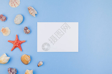 淡蓝色背景中贝壳和海星的顶视图图片