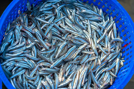 捕获后的鳀鱼在海鲜市场出售这条鱼用来做鱼露在越图片