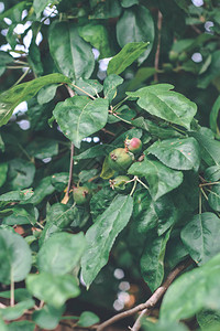 青苹果树用苹果图片