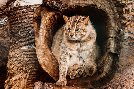 一只野猫从树洞里走出来图片