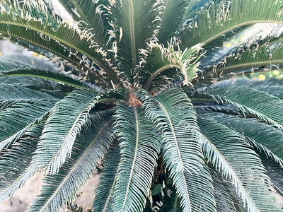 绿色热带蕨类植物的质地大片叶子背景图片