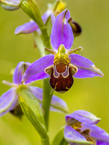 apipfera粉红色花朵模仿小蜜蜂昆虫背景图片