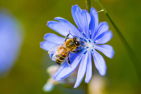 矢车菊上的黄蜂自然图片